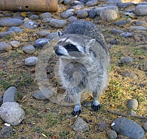 Raccoon mammal america moustaches fur