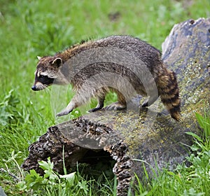 Raccoon on moss covered log