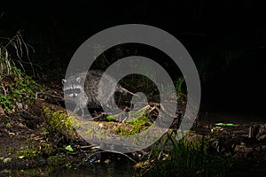 Raccoon at Night