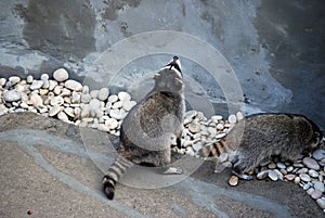 Raccoon in the open-air cage, in Moscow Zoo. Genus of predatory mammals of family of enotovy.