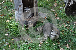 Raccoon