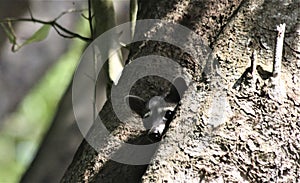 Raccoon Peeking Out a Hole in a Tree photo