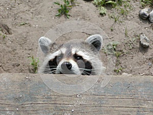 Raccoon Peeking