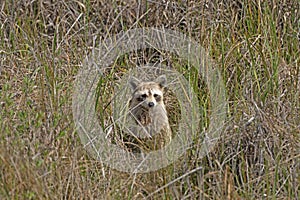 Raccoon Peeking out From the Coastal Grasses