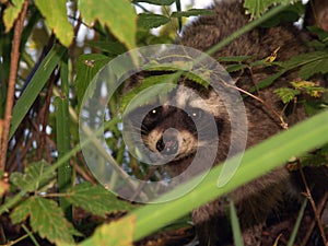 Raccoon peering through the undergrowth