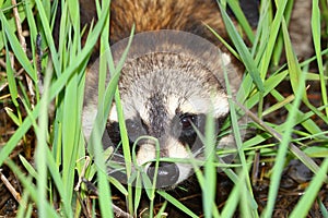 Raccoon Peering Through Vegetation photo