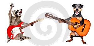 The raccoon plays the electric guitar and the  dog plays the acoustic guitar