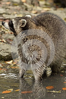 A raccoon plays outside on the water