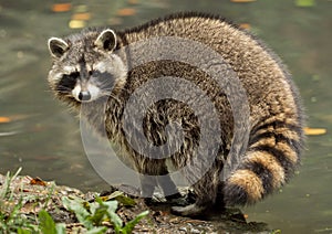 A raccoon plays outside on the water