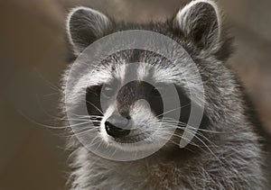 Raccoon portrait photo