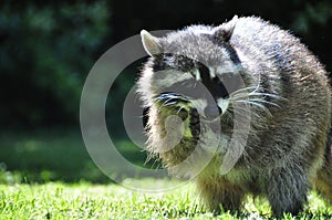 Raccoon