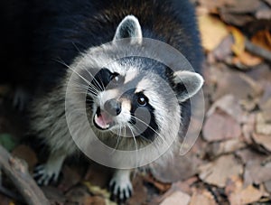 Raccoon (Procyon lotor) photo