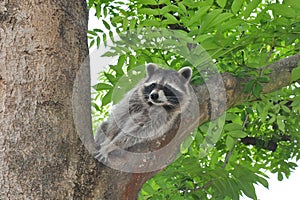 Raccoon (Procyon lotor)