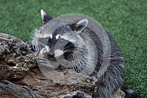 Raccoon Procyon lotor