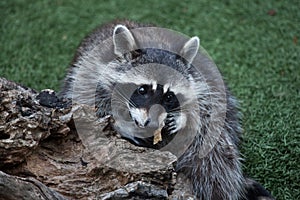 Raccoon Procyon lotor