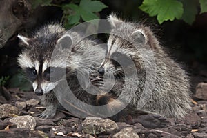 Raccoon Procyon lotor