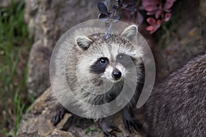 Raccoon Procyon lotor