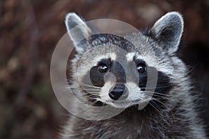 Raccoon Procyon lotor photo