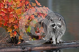 Raccoon (Procyon lotor) with Autumn Leaves photo