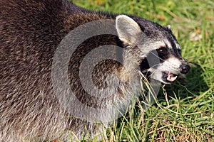 Raccoon / Procyon lotor baring it`s teeth