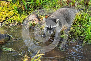 Raccoon Procyon lotor Cautiously Steps Into Stream of Water Summer