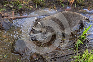 Raccoon Procyon lotor Cautiously Steps Towards Rock in Stream of Water Summer