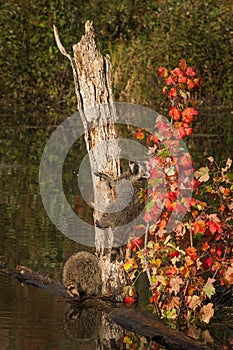 Raccoon Procyon lotor Climbs Up Tree