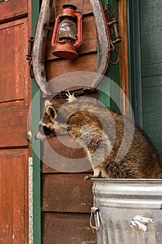 Raccoon (Procyon lotor) Clings to Harness Looking Left Under Lantern