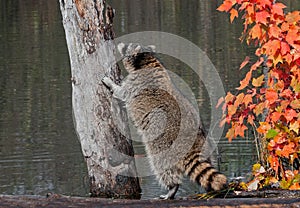 Raccoon (Procyon lotor) Contemplates Climbing Tree