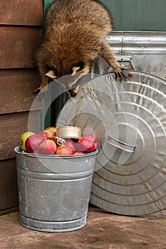 Raccoon (Procyon lotor) Crawls Down Side of Garbage Can to Apples in Bucket