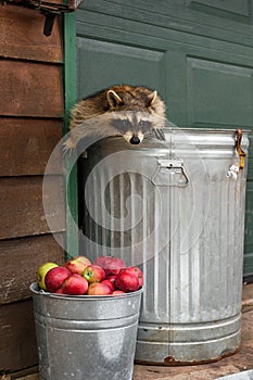 Raccoon (Procyon lotor) Crawls Out of Garbage Can