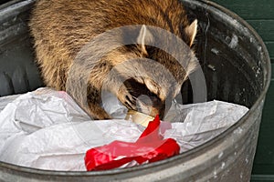 Raccoon (Procyon lotor) Eats Out of Can in Garbage