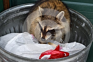 Raccoon (Procyon lotor) Eats Out of Cat Food Can in Garbage