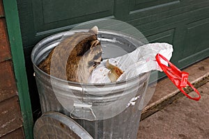 Raccoon (Procyon lotor) Eats Out of Cat Food Can in Garbage Can