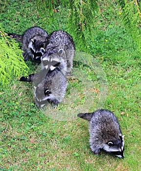 Raccoon, Procyon lotor, Family under Cedar Tree, Vancouver Island, British Columbia