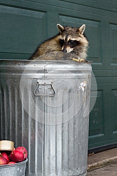 Raccoon (Procyon lotor) Fiddles With Banana Peel Sitting in Trash Can