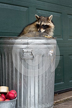 Raccoon (Procyon lotor) Fiddles With Banana Peel Sitting in Trash Can photo