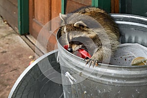 Raccoon (Procyon lotor) in Garbage Can Gnaws at Bag