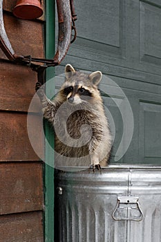 Raccoon (Procyon lotor) in Garbage Can Hangs on to Harness Strap