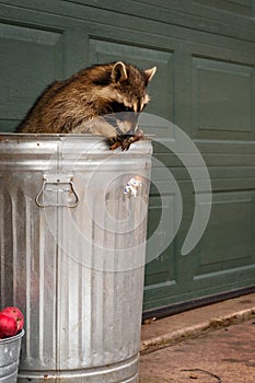 Raccoon (Procyon lotor) in Garbage Can Nibbles on Banana Peel