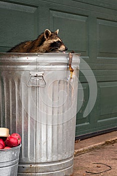 Raccoon (Procyon lotor) in Garbage Can Sticks Out Tongue