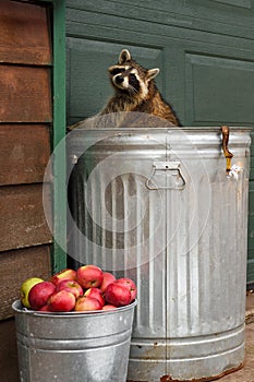 Raccoon (Procyon lotor) in Garbage Can Turns to Look Over Shoulder