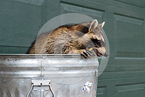 Raccoon (Procyon lotor) Gnaws on Banana Peel