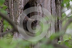 Raccoon (Procyon lotor) Hand Reaching From Tree Trunk