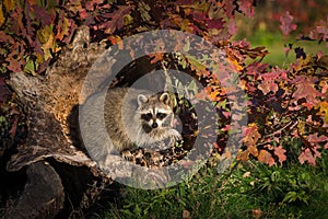 Raccoon Procyon lotor Hangs Out in Log Autumn