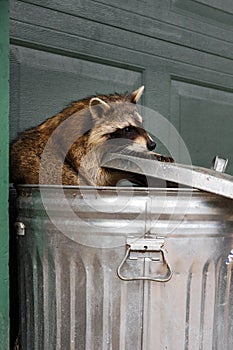 Raccoon Procyon lotor Hangs On to Trash Can Lid Autumn