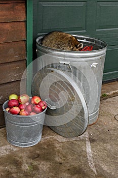 Raccoon (Procyon lotor) Head Down Inside Garbage Can