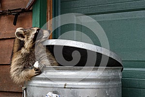 Raccoon (Procyon lotor) Holding Marshmallow in Garbage Can Looks Back