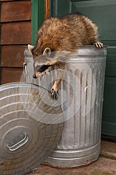 Raccoon (Procyon lotor) Holds On to Garbage Can Lid