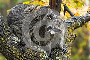 Raccoon Procyon lotor Lays Head Across Back of Sibling in Tree Autumn